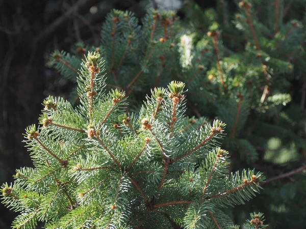 Pine Conifer Genus Pinus Family Pinaceae Tree — Stock Photo, Image