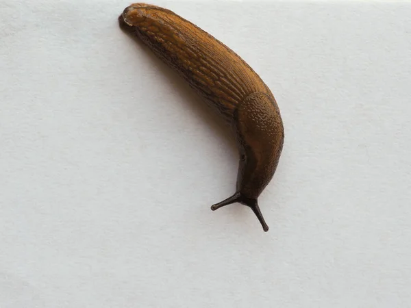 Slug Snail Terrestrial Gastropod Mollusk White Background — Stock Photo, Image