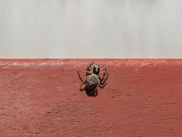 Bovenaanzicht Van Een Spin Arachnide Dier — Stockfoto