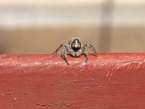 Macro Vooraanzicht Van Een Spin Arachnide Dier — Stockfoto