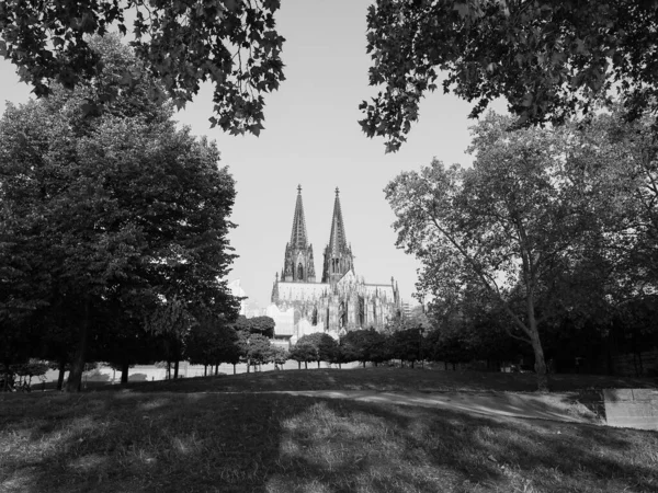 Koelner Dom Hohe Domkirche Sankt Petrus Vilket Betyder Peterskyrkan Gotisk — Stockfoto