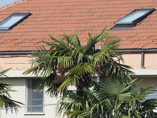 Palme Arecaceae Einem Mittelmeerland — Stockfoto