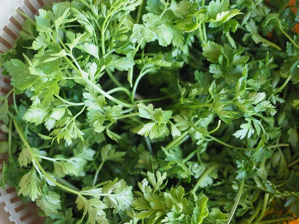 Salsa Coentro Coentro Planta Útil Como Tempero — Fotografia de Stock