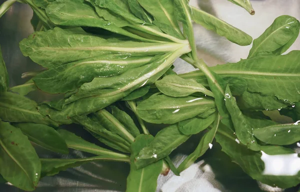 Sałata Lactuca Sativa Warzywa Liściaste Wegetariańska Żywność — Zdjęcie stockowe