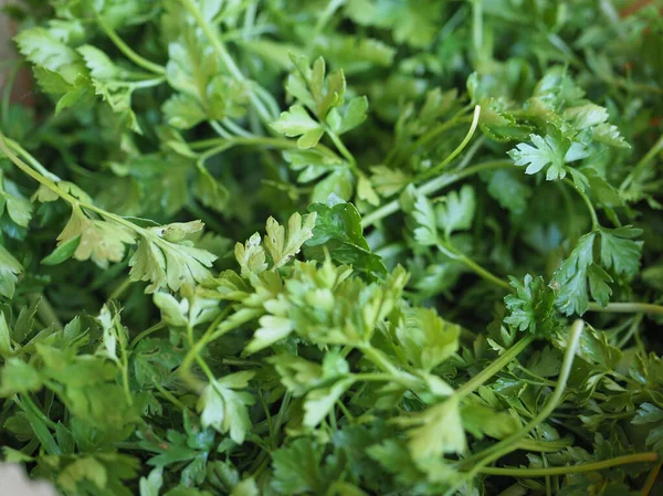 Petržel Cilantro Koriandr Rostlina Užitečná Jako Koření — Stock fotografie