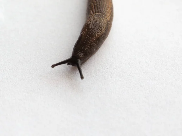 Slug Snail Terrestrial Gastropod Mollusk White Background — Stock Photo, Image