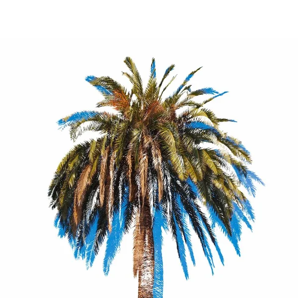 Palmera Arecaceae Ilustración Sobre Fondo Blanco —  Fotos de Stock