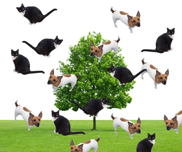 Raining Cats Dogs Collage Illustration — Stock Photo, Image