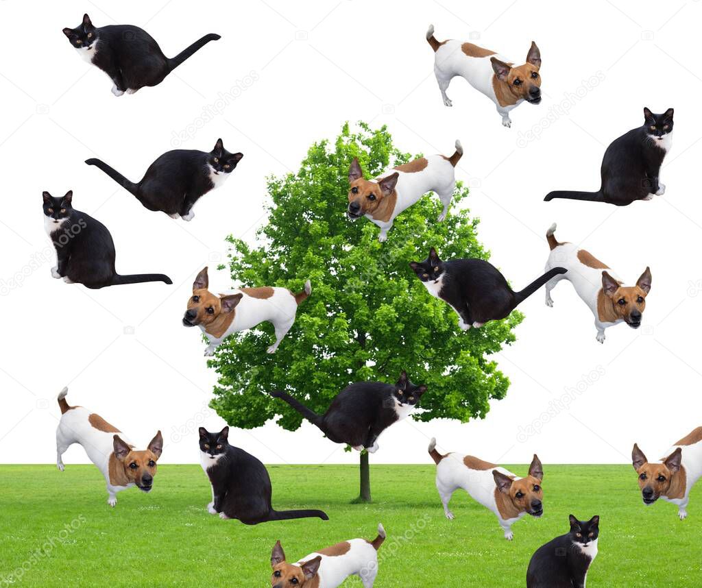 It's raining cats and dogs collage illustration