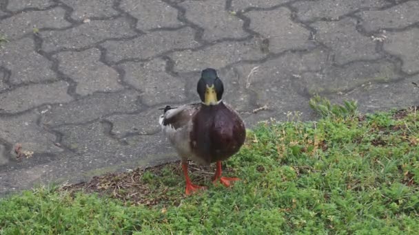 Germano Reale Anas Platyrhynchos Alias Anatra Selvatica Sotto Pioggia Battente — Video Stock