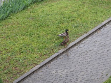 dişi ve erkek yaban ördeği (Anas platyrhynchos) namı diğer yaban ördeği, sağanak yağmurda