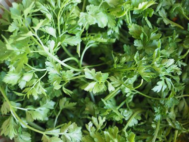 Maydanoz kişniş bitkisi baharat olarak kullanışlı