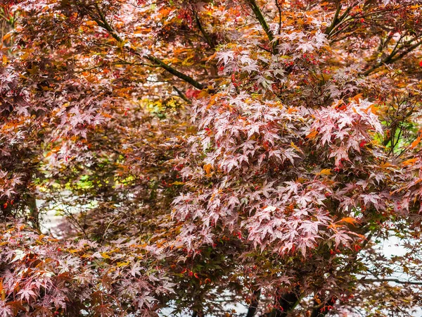 Maple Acer Acer Rubrum Aka Swamp Maple Water Maple Soft — Stock Photo, Image