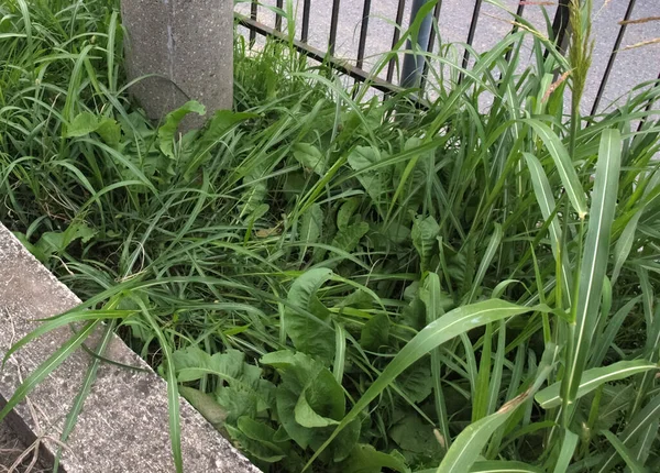 Flowerbed Green Meadow Grass Useful Background — стоковое фото