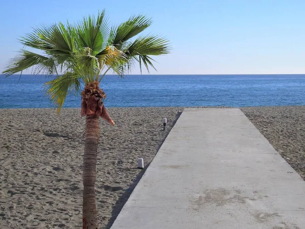 Palmiye Ağaçlı Kumsal Mavi Gökyüzü Deniz — Stok fotoğraf