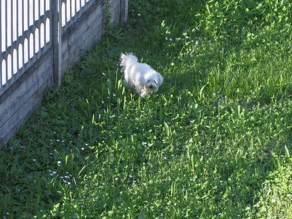 Mignon Petit Chien Blanc Moelleux Bichon Frise Dans Une Prairie — Photo