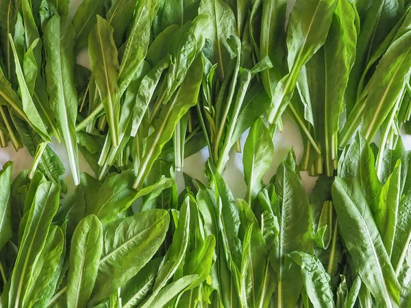 Салат Lactuca Sativa Листья Овощей Вегетарианской Веганской Пищи — стоковое фото