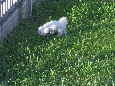 Şirin beyaz tüylü Bichon Çayırdaki Frise küçük köpeği