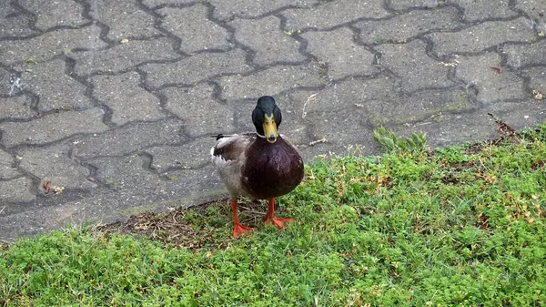 Male Mallard Anas Platyrhynchos Aka Wild Duck Pouring Rain — Stock Photo, Image