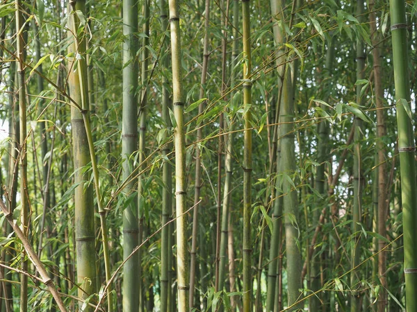 Bambu Classificação Científica Bambusoideae Útil Como Fundo — Fotografia de Stock