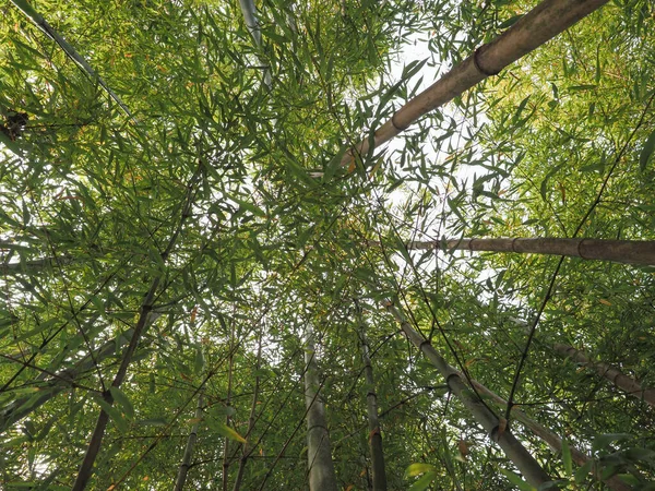 Árbol Bambú Clasificación Científica Bambusoideae Útil Como Fondo —  Fotos de Stock