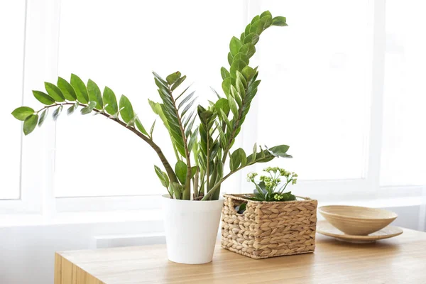 Modern clean interior with plant