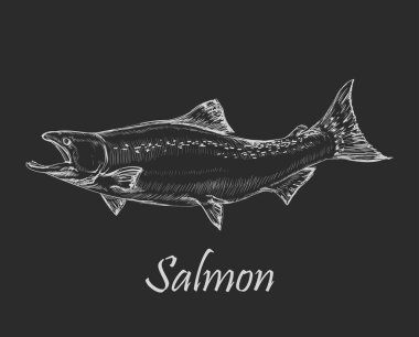 somon balığı vektör illüstrasyonu