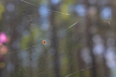 Örümcek ağda