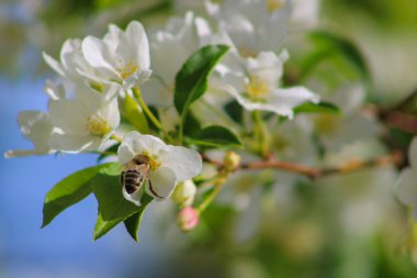 Arı beyaz çiçekler pollinates 