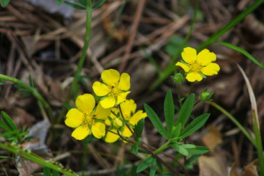 Ormanda bitki yetiştirmek