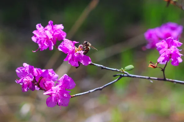 bee and purple forest flowers