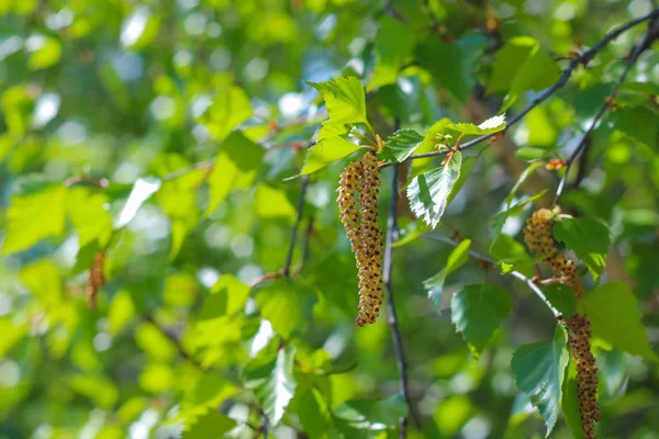 Huş tomurcukları ve yeşil yaprakları