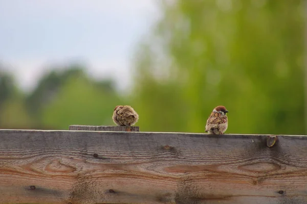 Twee mussen op het hek — Stockfoto