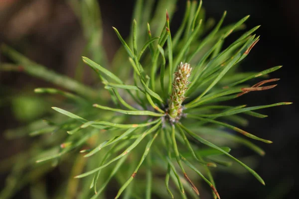 Planta na floresta de primavera — Fotografia de Stock