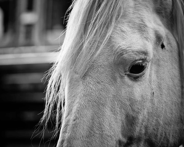 Closeup of a white beautiful horse
