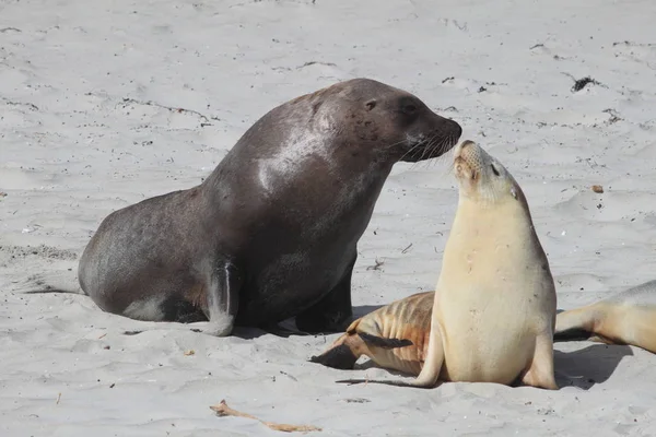 Морские львы. Мужчина и женщина целуются на пляже — стоковое фото