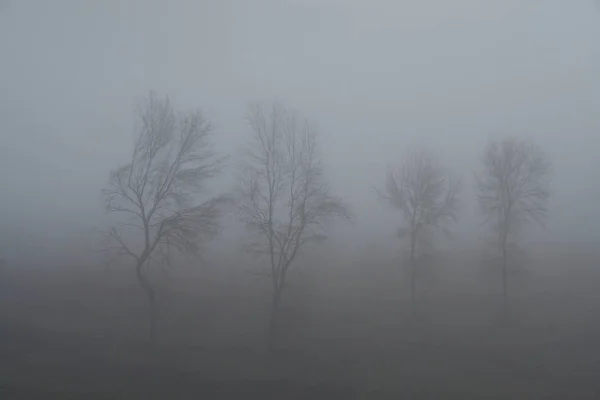 Bäume im Nebel — Stockfoto