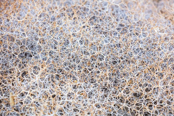 Closeup of dry prickly plant — Stock Photo, Image