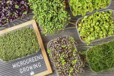 Koyu bir ahşap arka planda, içinde kırmızı fesleğen, Allium ramosum, Sorrel, lahana, Hardal, Brokoli olan kutular. Süper yemek. Keçeli tahta üzerinde büyüyen mikroyeşiller vardı.