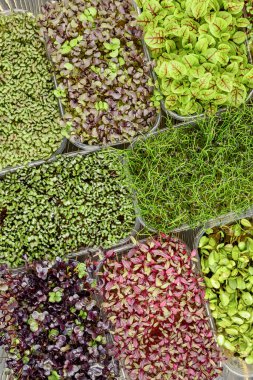Kutularda taze ayçiçeği, amaranth, fesleğen, kuş sürüsü filizleri. Evde sağlıklı mikro yeşiller yetişiyor.