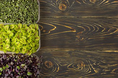 Koyu bir ahşap arka planda üç kutu hardal, kuş ve Mizuna lahanasıyla birlikte. Uzayı kopyala Süper yiyecek, mikro yeşil büyüyor