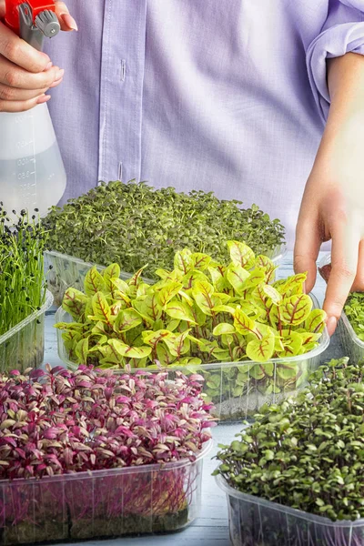 Het meisje spuit scheuten jonge groene zuring uit het sproeiapparaat. Gezond kruiden kweken thuis — Stockfoto