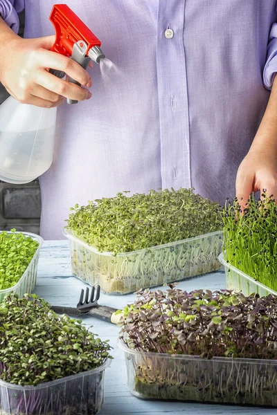 Una chica está rociando micro verdes de una botella de spray. Verduras de albahaca joven primer plano. Una foto cortada, creciendo micro verde —  Fotos de Stock