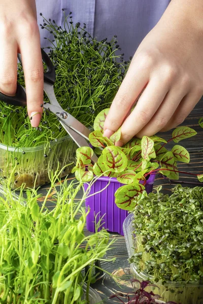 Een Meisje Snijdt Een Blad Jonge Zuring Groen Met Een — Stockfoto