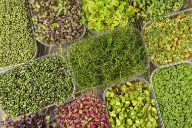 Mikroyeşil, düz, taze bezelye filizleri, araranth, sorrel, hardal, fesleğen ve soğan. Süper yemek arka planı