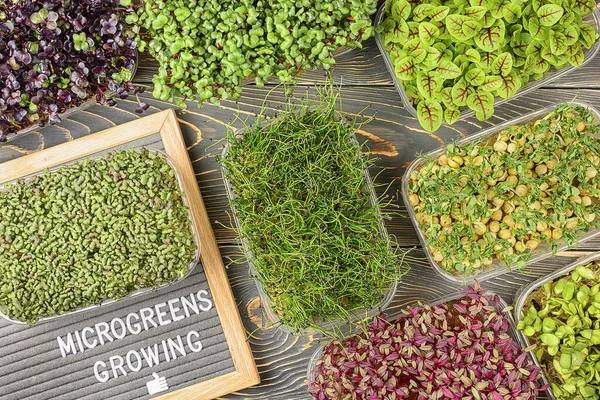 Young sprouts of green peas, amaranth, sorrel, mustard, basil and onions. Microgreen flat lay. Super food — Stock Photo, Image