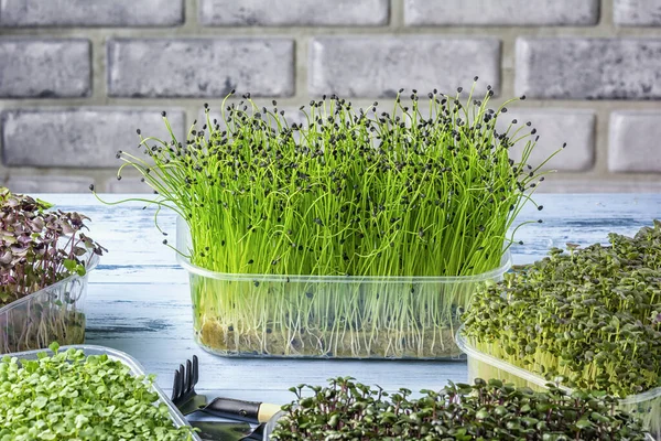 Jeunes pousses d'oignon aromatique Jusai gros plan. Super nourriture utile, micro vert Images De Stock Libres De Droits