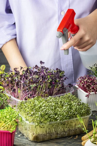 La jeune fille saupoudre du spray jeunes pousses de basilic rouge. Cultiver des micro-verts à la maison. Super nourriture utile Photos De Stock Libres De Droits