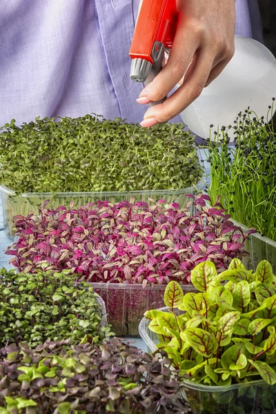 Een meisje spuit micro-greens uit een spuitfles. Jonge Amanda close-up. Een gesneden foto, groeiend micro groen — Stockfoto