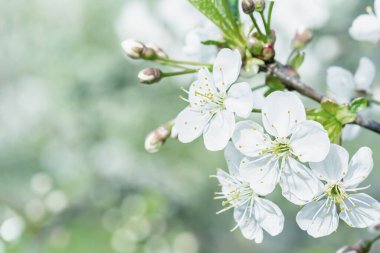 Kopya alanı olan tonlu bir fotoğraf. Kiraz çiçeklerinin yakın plan çekimi. Güzel bahar düzenleri için şablon